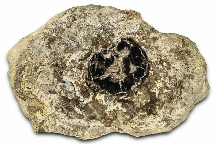 Polished Fossil Stromatolite Colony on Petrified Wood - Utah #365909